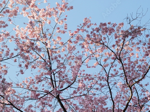 Cherry blossoms in Ueno Park
