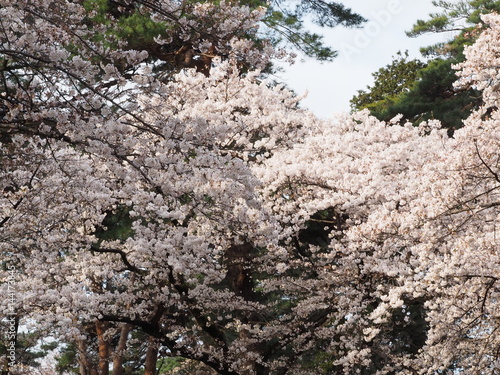 Cherry blossoms in Ueno Park
