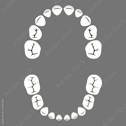 primary deciduous baby Teeth of a child, the chewing surface