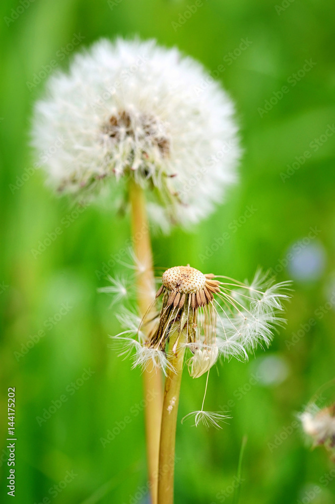 Fototapeta premium Closeup dandelion seeds on a natural green background