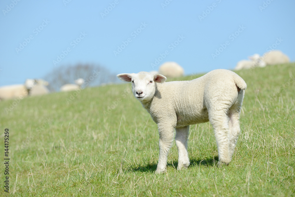 White Sheep lamb standing on pasture and looking White Sheep lamb standing on pasture and looking