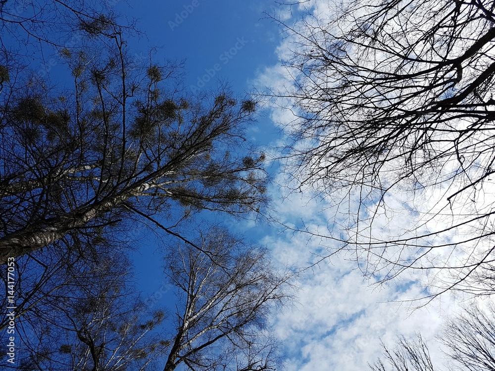 Fototapeta premium Drzewa