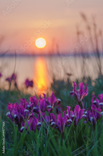 Wild irises against the sunset.