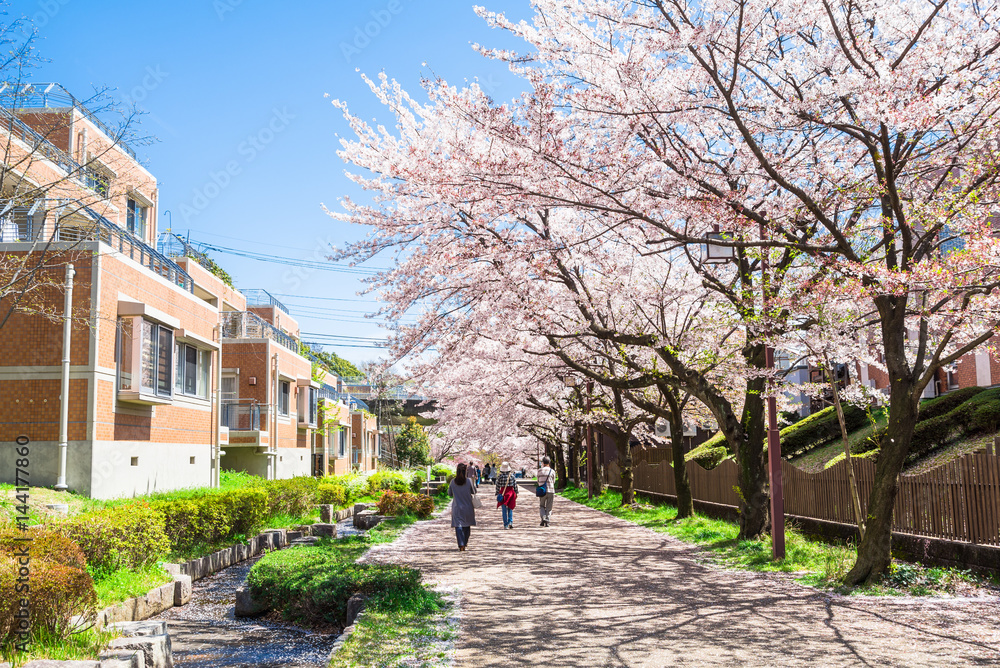 住宅街の桜並木