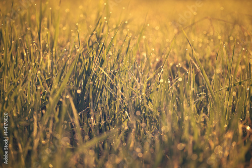 Closeup photo of dewy grass in the field