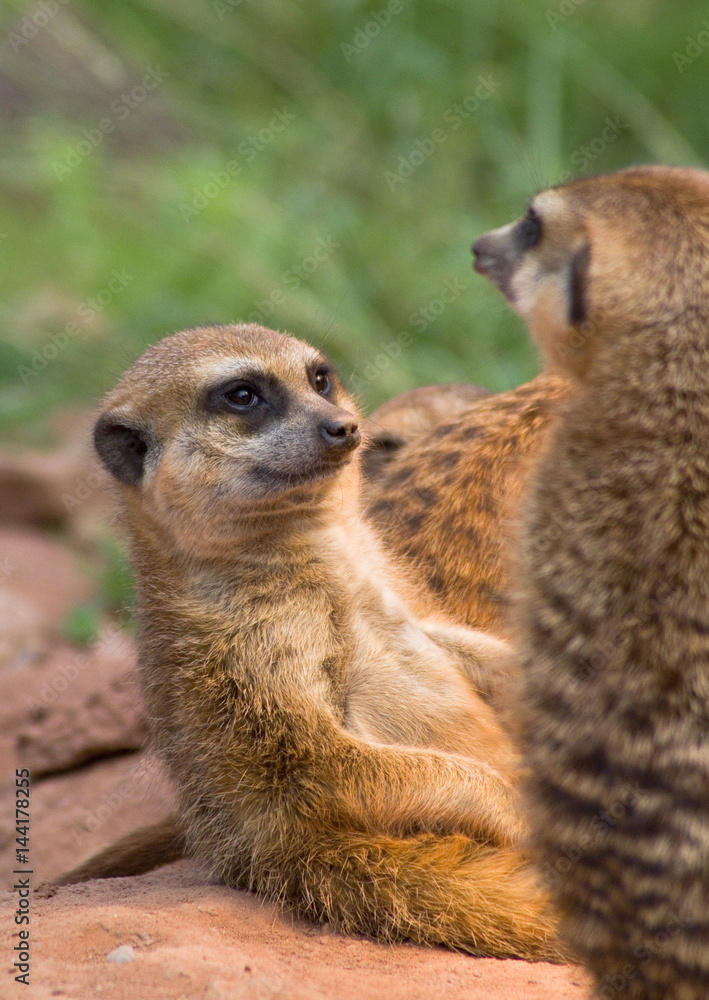 Fototapeta premium Erdmännchen