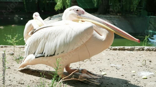 pelican near lakeside, close-up of light beige wildbird with long beak sitting still, family of pelicans in reserve, side view of big bird by pond, birdbanding of riverbirds in conservancy area