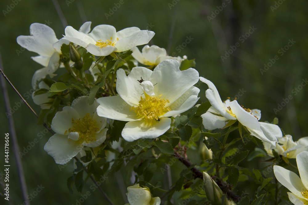 Fototapeta premium The branch of a white wild rose on the green background May morning
