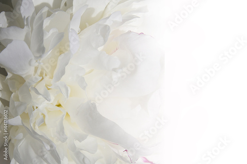 Flower white gentle peony as bright background