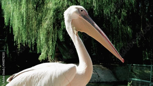 pelican close-up, light beige wildbird with long beak sitting still near lakeside, side view of beautiful big bird by pond, family of riverbirds in reserve, birdbanding of pelicans in conservancy area
