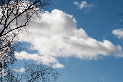 blue sky with big windy white cloud and dark tree branch silhouette on left side  empty space  day view