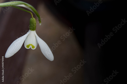 white snowbell closeup on blurred dark grey background, empty space, clear simplicity spring mood photo