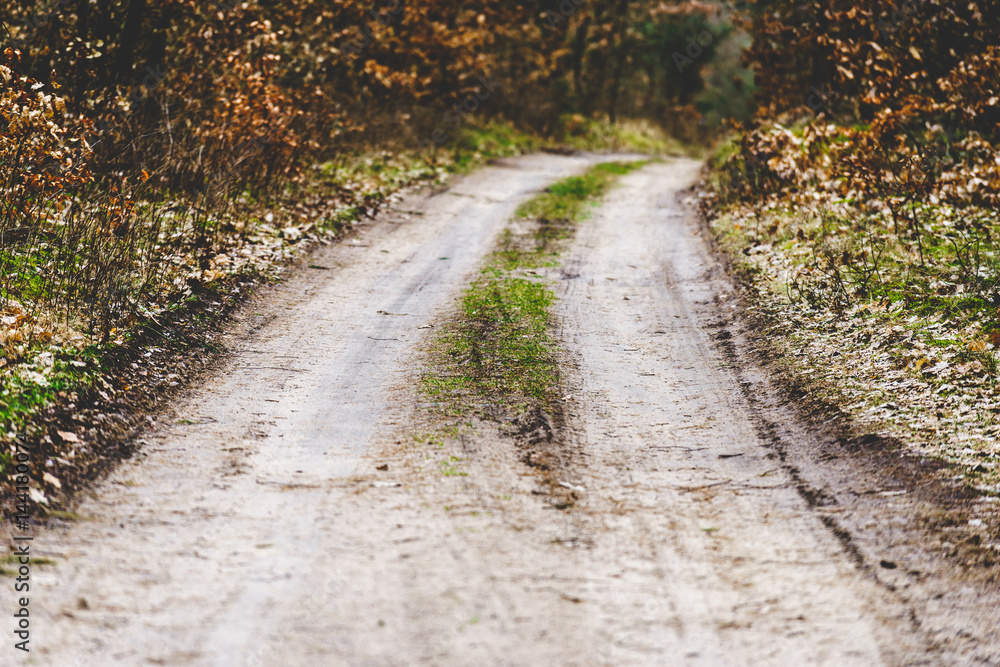 road through forest