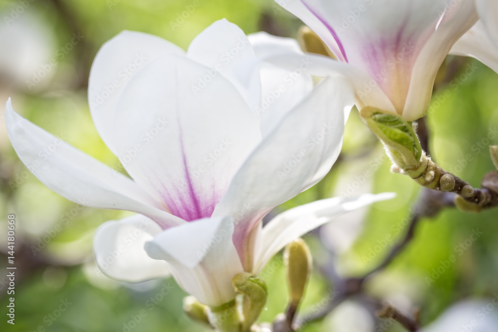 Magnolienblüte im Frühling Magnolienblüte im Frühling