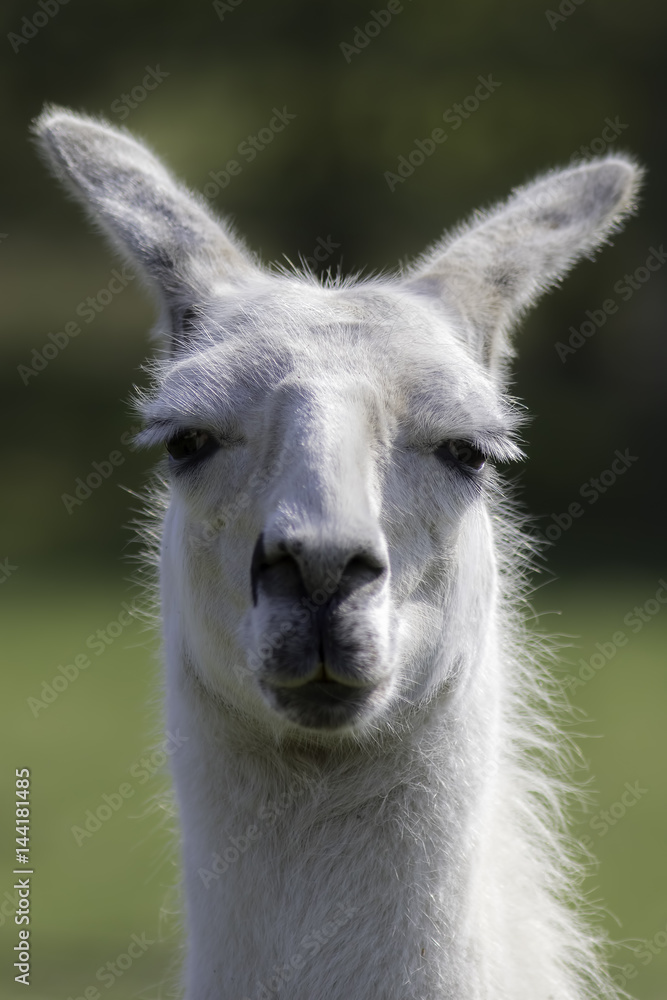 White llama portrait. Selective focus on dopey eyes