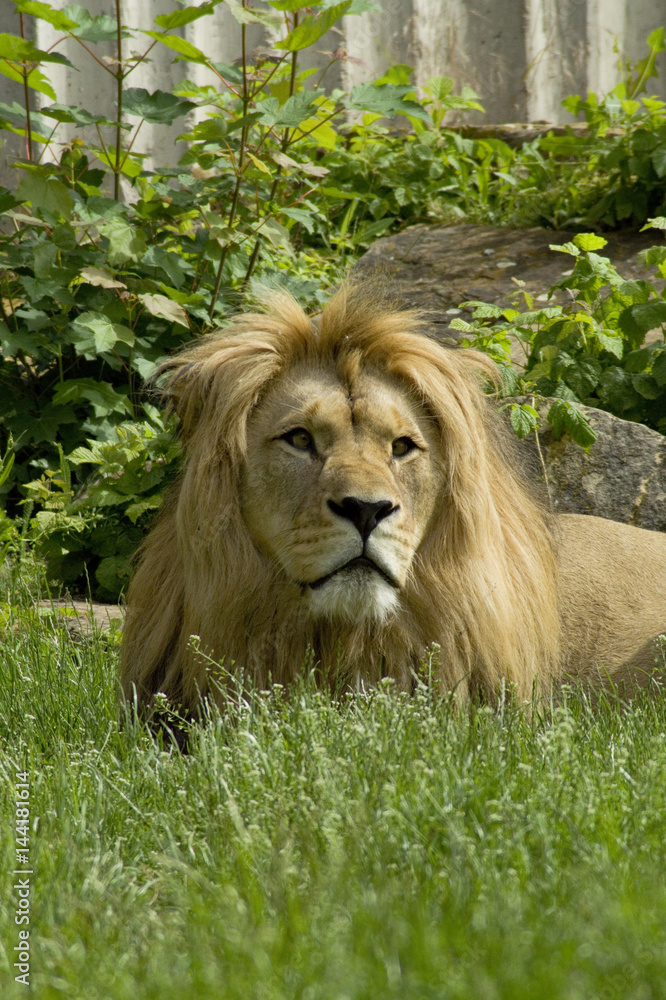 Naklejka premium Löwe