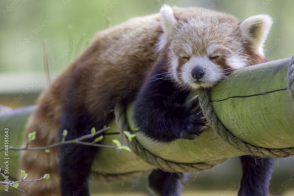 Fototapeta premium Red Panda Sleeping. Cute animal taking an afternoon nap.
