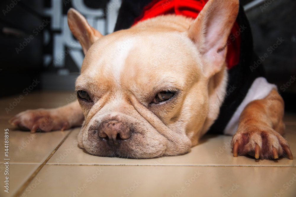 French bulldog dog lying on the floor looking sad