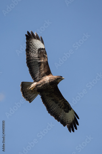 Common Buzzard, Buteo buteo 