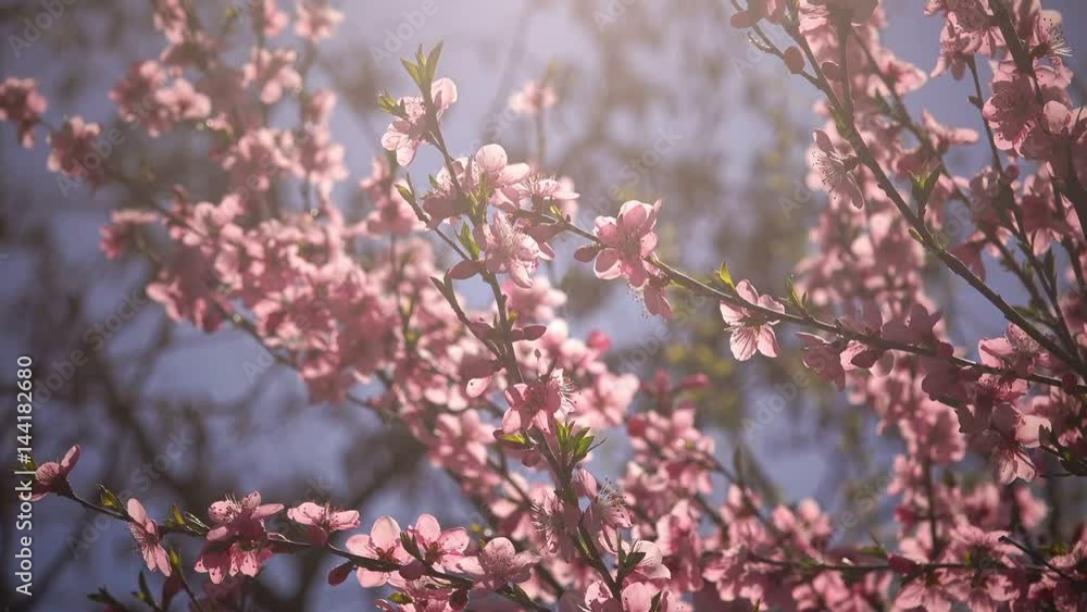 Pink peach tree blossom, fruit orchard in spring