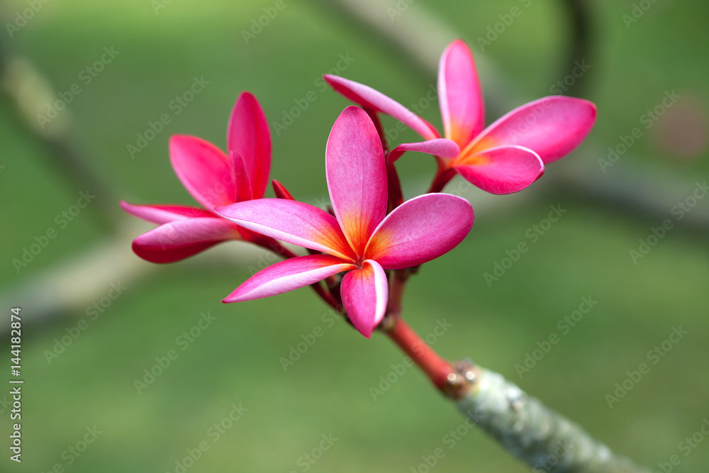 Pink frangipani flower