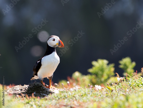 Puffin standing at cliff © www.kiranphoto.nl
