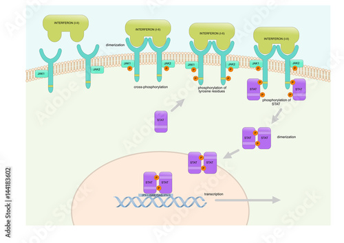 the interferon pathway inside the cell photo