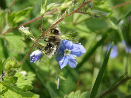 Bee on a blue flower © Andriy