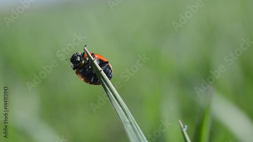 Ladybug on blade of grass close up.