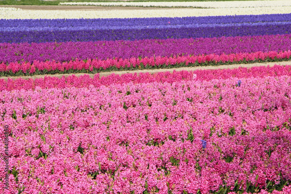 Fototapeta premium Champ de jacinthes en fleur