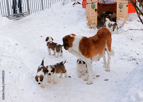 Fototapeta Naklejka Na Ścianę i Meble -  Saint Bernard adult dog with puppies in kennel winter Martigny
