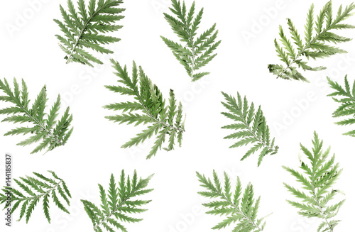 Green leaves on a white background