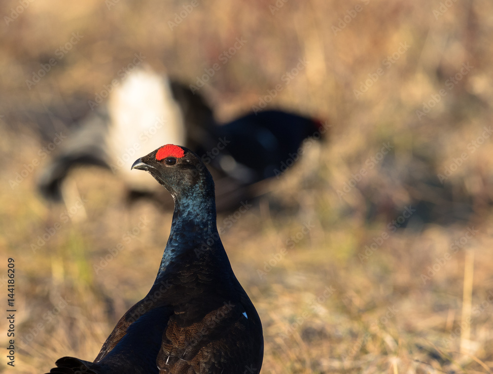 Portrait of one Black Grouse at lek with one black grouse soft in the background, at sunrise in spring, april, in Norway Portrait of one Black Grouse at lek with one black grouse soft in the background, at sunrise in spring, april, in Norway