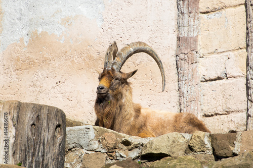 Montecristo Goat is sleeping on rocks photo