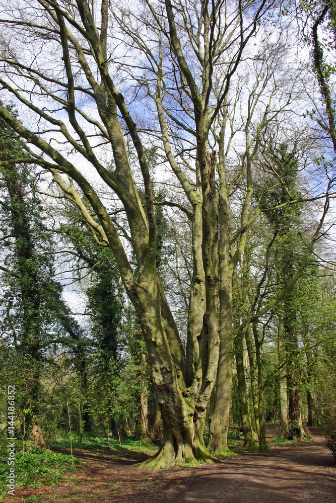 Large old tree