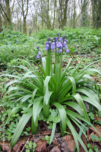 Bluebell flower in woodland