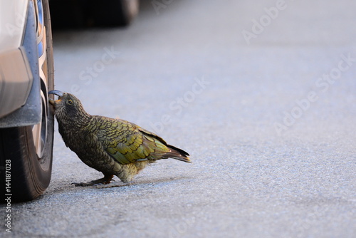 Kea parrot damaging a car