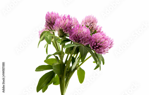 Clover flowers isolated