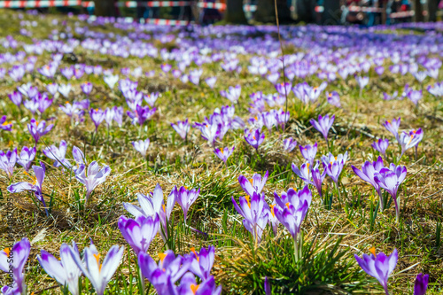 Tatra mountains, Poland, crocuses in Chocholowska valley, spring photo