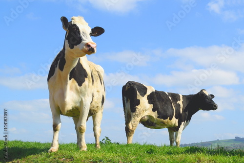 British Friesian cow against blue sky grazing on a farmland in East Devon, England