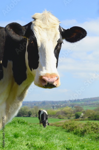 British Friesian cow against blue sky grazing on a farmland in East Devon, England