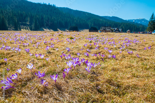 Tatra mountains, Poland, crocuses in Chocholowska valley, spring photo