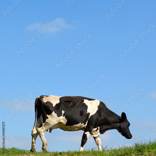 British Friesian cow against blue sky grazing on a farmland in East Devon, England © Savo Ilic