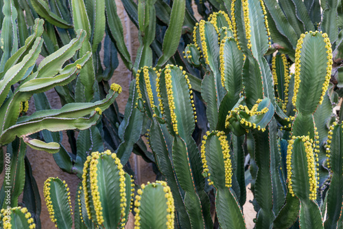 Fotografía Cactus (Euphorbia canariensis) on the Canary Island of Gran Canaria