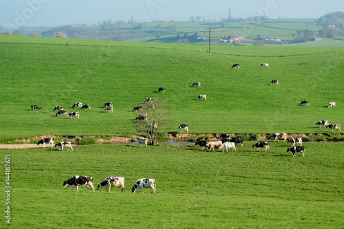 Herd of British Friesian cows grazing on a farmland in East Devon, England © Savo Ilic