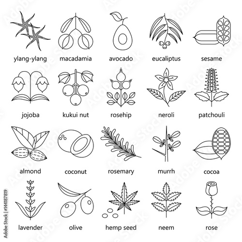 Set of herbs and plants outline icons used in cosmetics and natural medicine. Vector illustration