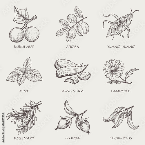 Set of herbs and plants hand drawn icons that are used in cosmetics and natural medicine. Vector illustration