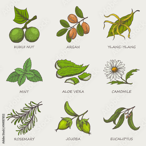 Set of herbs and plants hand drawn icons that are used in cosmetics and natural medicine. Vector illustration