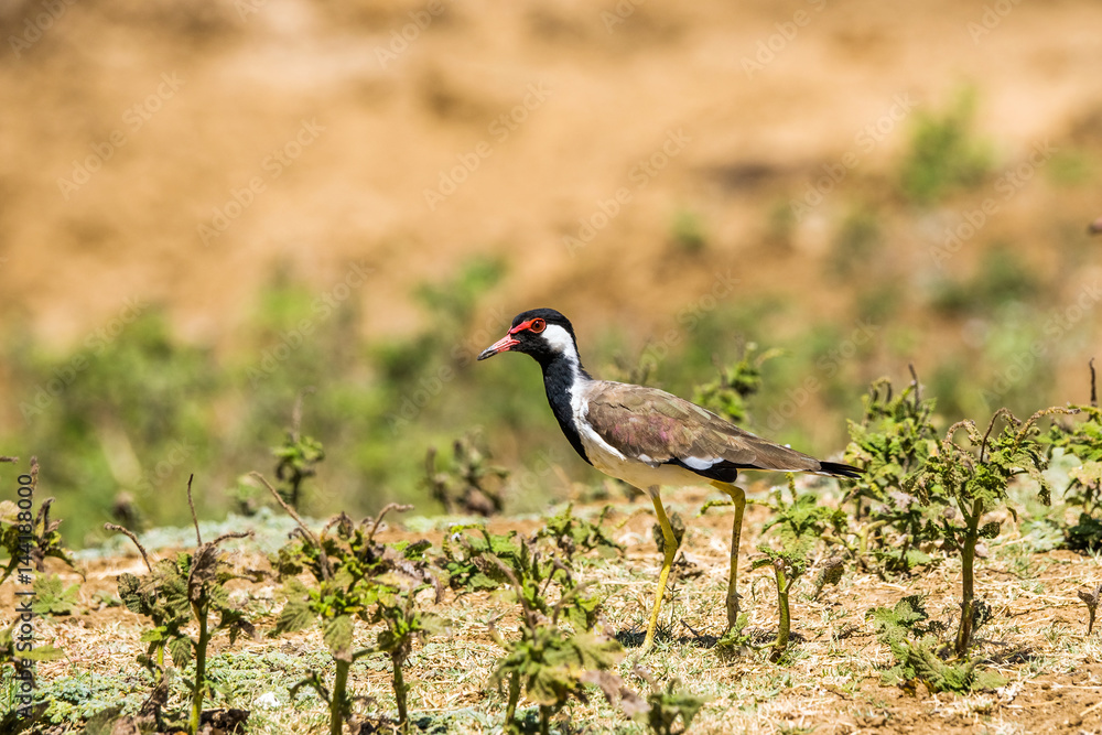 Red-wattled Lapwing (Vanellus indicus) walking in Uda Walawe national park, Sri Lanka. Red-wattled Lapwing (Vanellus indicus) walking in Uda Walawe national park, Sri Lanka.
