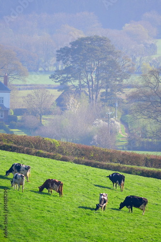 Herd of British Friesian cows grazing on a farmland in East Devon, England